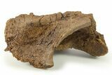 Hadrosaur (Edmontosaurus) Partial Vertebral Arch - Wyoming #280402-4